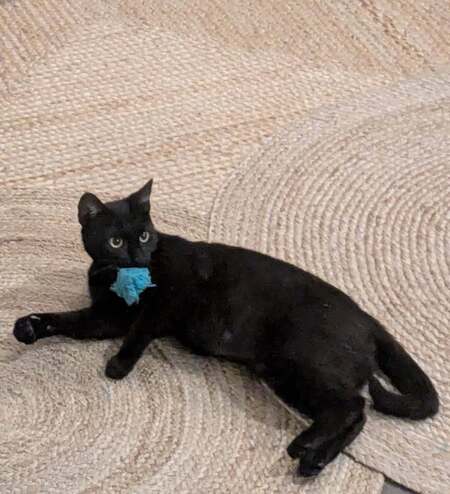 Adopter AMALYA