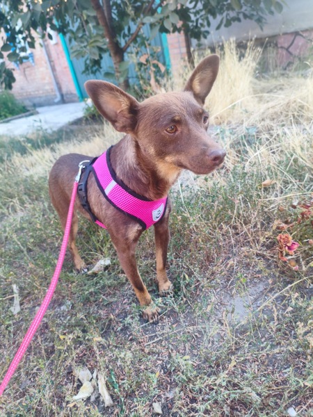 Adopter CHACHA, de Ukraine à sauver!