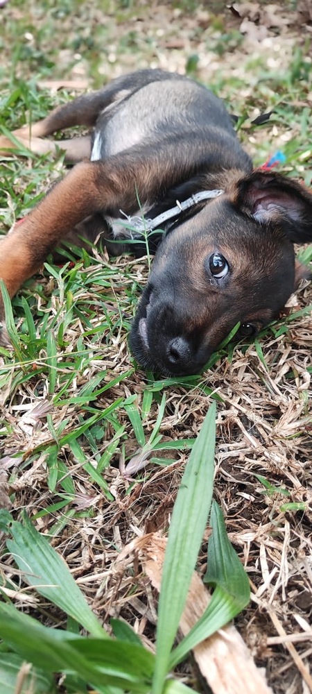 Adopter Nova
