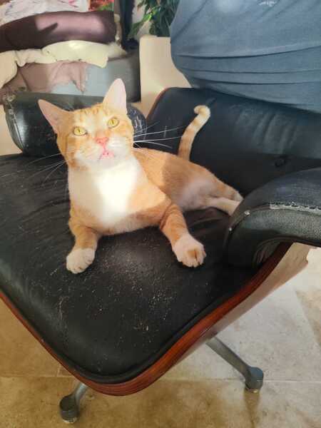 Adopter Jimmy