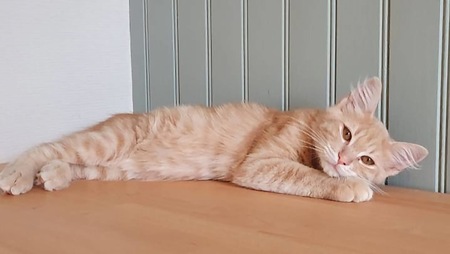 Adopter SAM