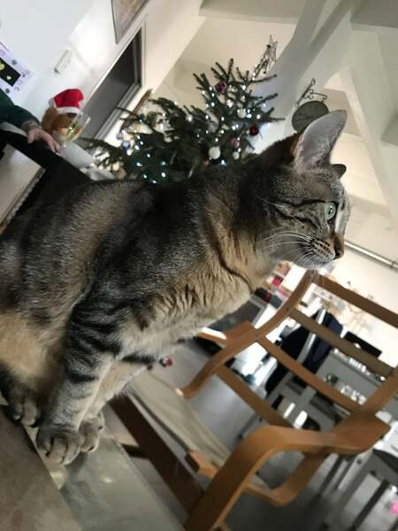 Adopter Athéna 