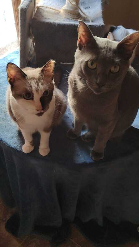 Adopter Lio