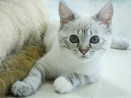 Adopter Hawaï