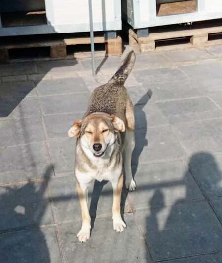 Adopter Diane