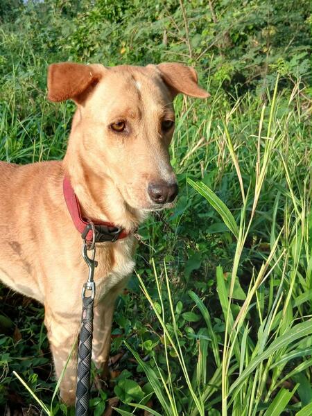 Adopter Kiko