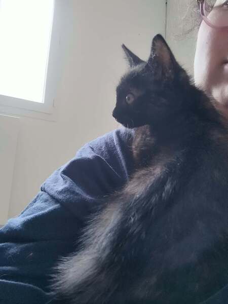 Adopter Spinelle