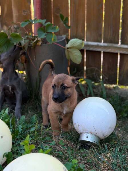 Adopter Speculoos