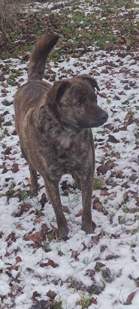 Adopter Tex
