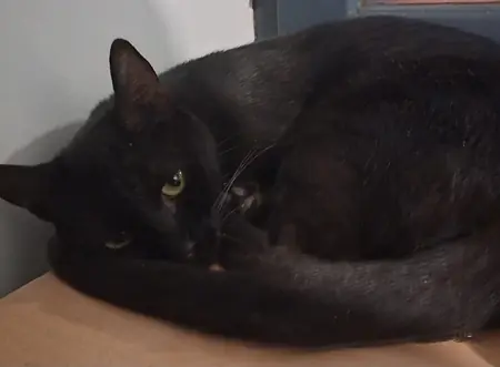 Adopter APHRODITE