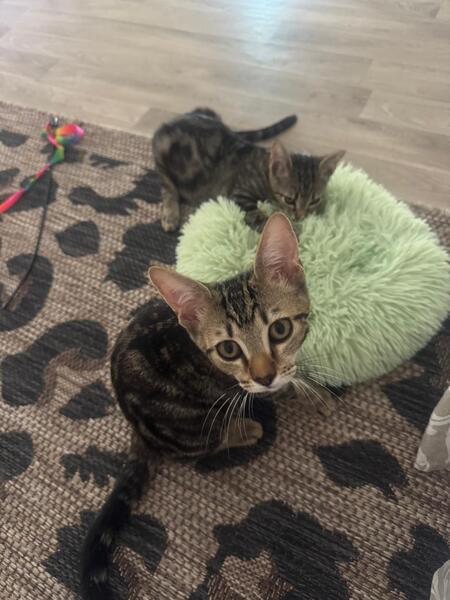 Adopter Gumby