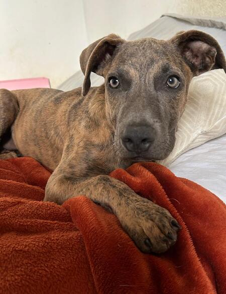 Adopter GUIMAUVE