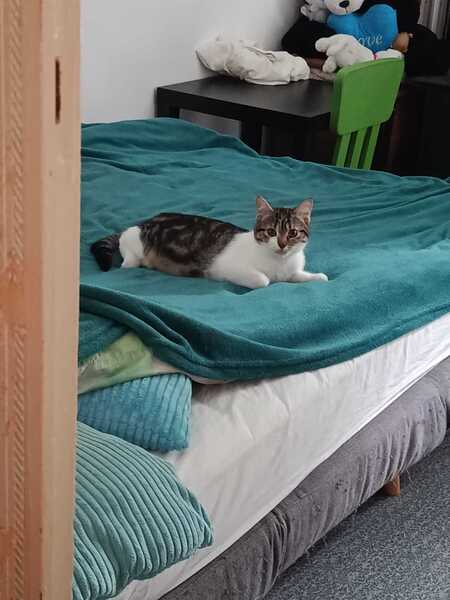 Adopter River