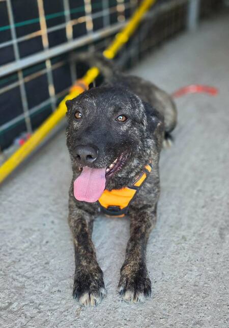 Adopter Réglisse