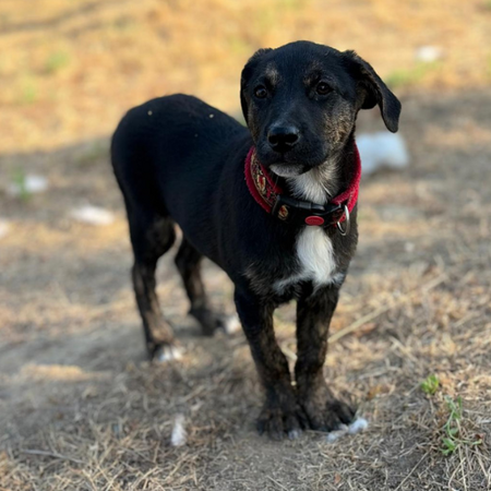 Adopter ZOOMIE