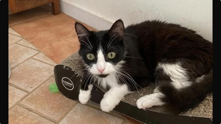 Adopter Jules