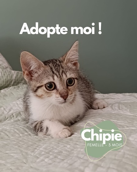 Adopter Chipie