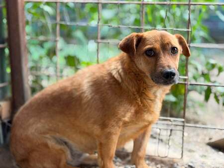 Adopter ATHENA
