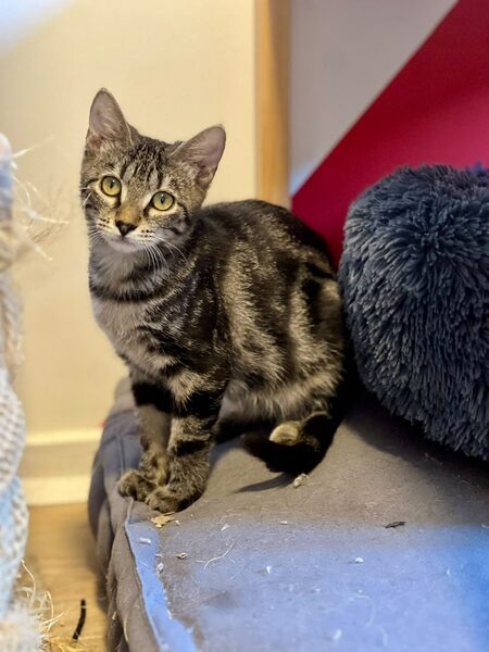 Adopter Gwen
