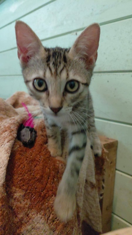 Adopter Piokie