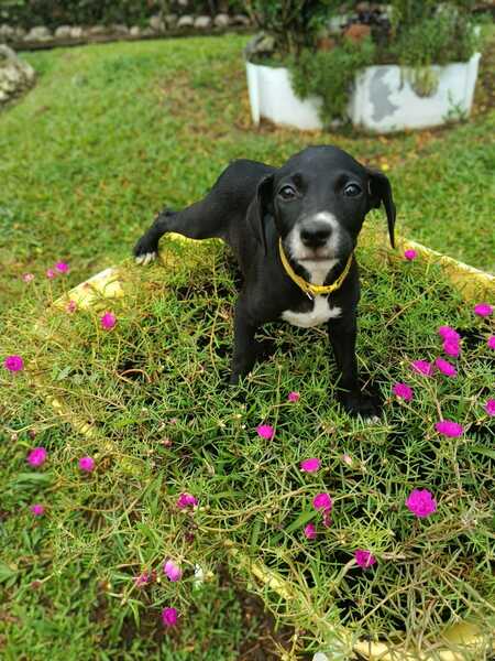 Adopter Ywa
