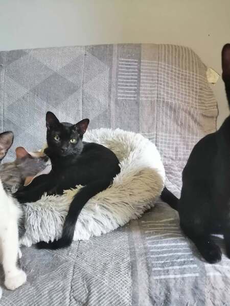 Adopter Biscoto