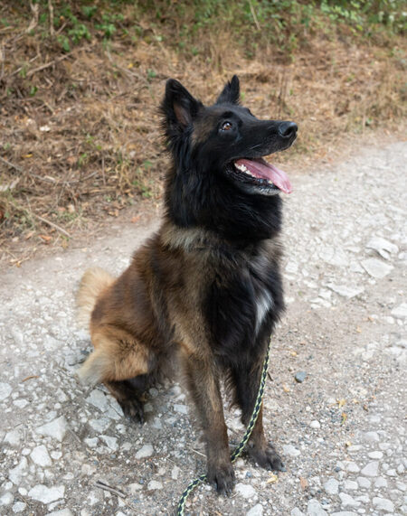 Adopter Caramel