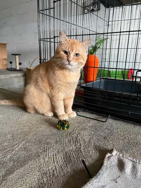 Adopter Tidou