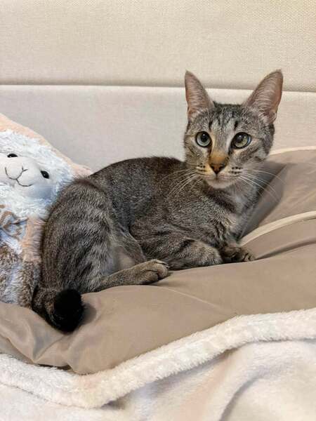 Adopter ZELYE