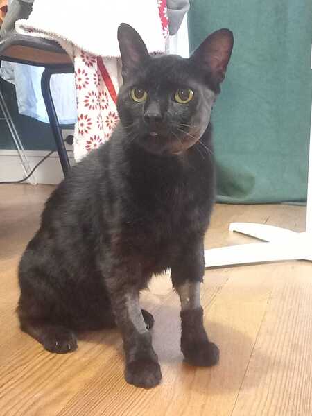 Adopter Blaco