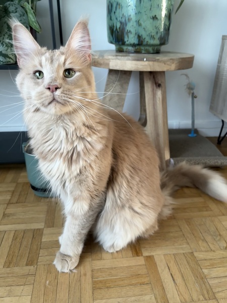Adopter ROUCOOL