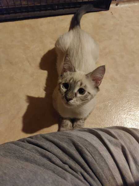 Adopter Snow