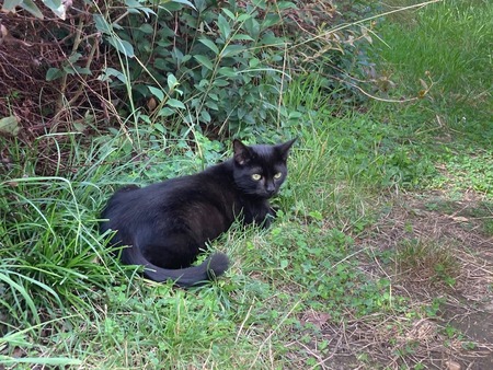 Adopter Bono