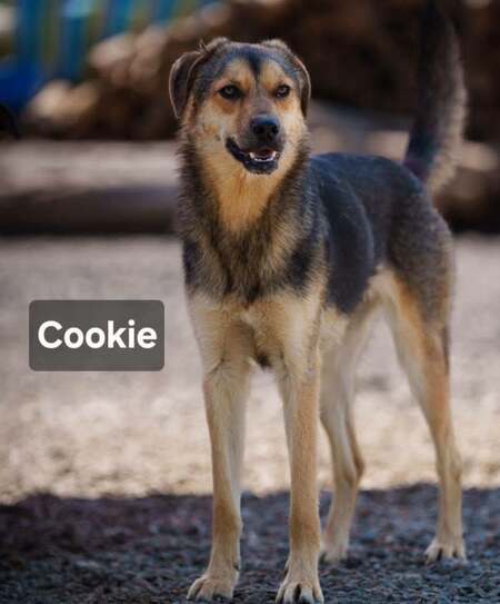 Adopter COOKIE