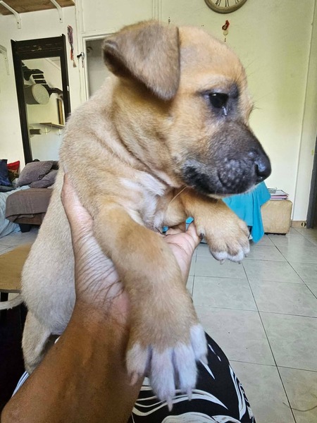 Adopter Brindille