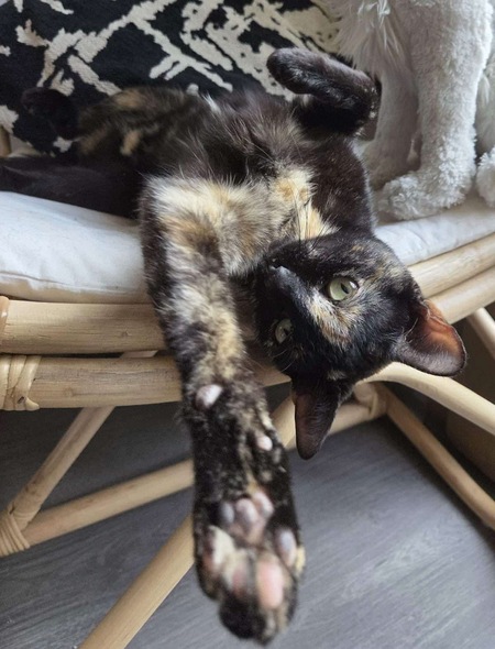 Adopter Babette