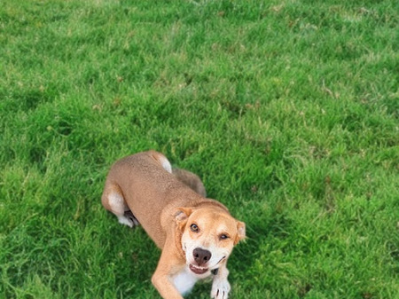 Adopter Zouzou