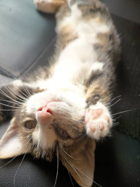 Adopter Bucky