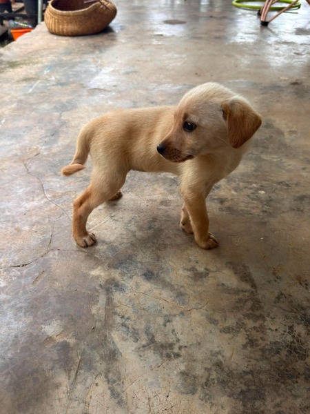 Adopter Ambre