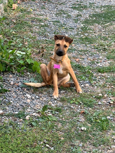 Adopter Aska