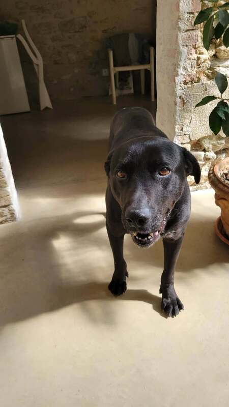 Adopter Charly
