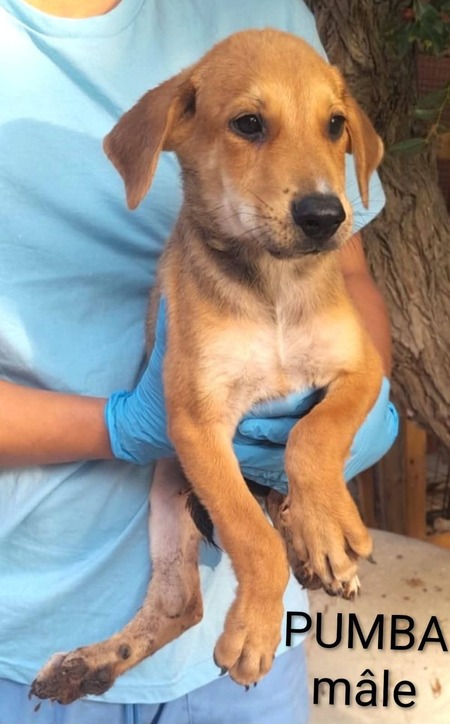 Adopter Puma