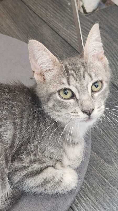 Adopter Bento 