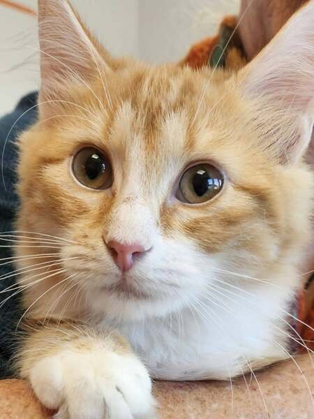 Adopter Barbalala