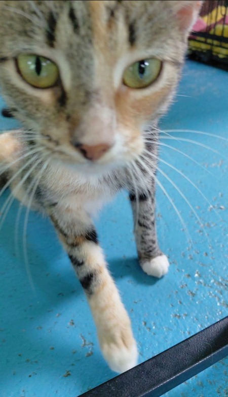 Adopter Bagatelle