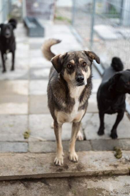 Adopter Falco