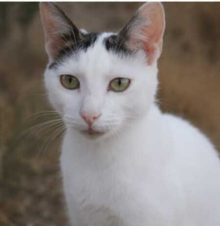 Adopter Neige