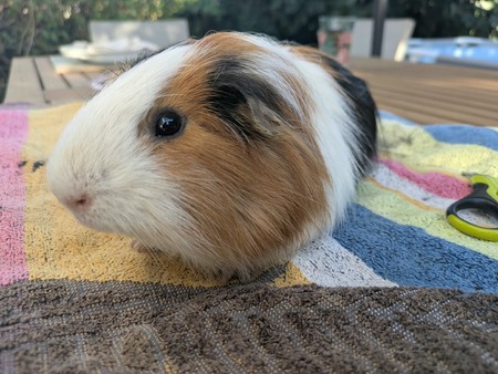 Adopter Juyon