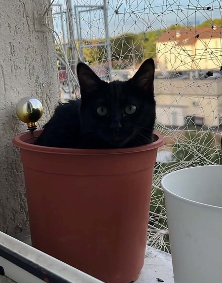 Adopter Nouméa