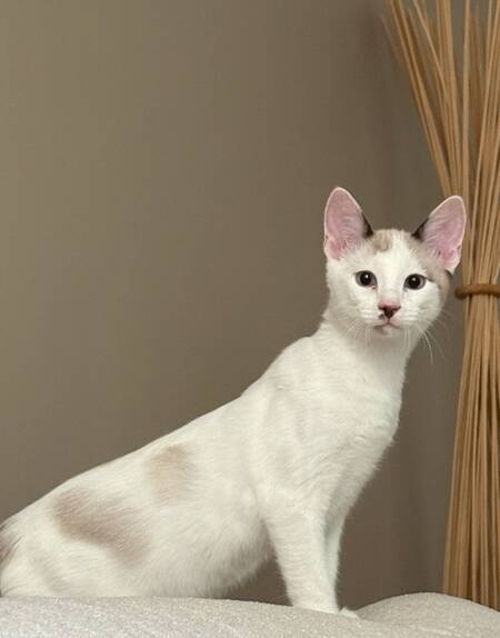 Adopter Baltazar 